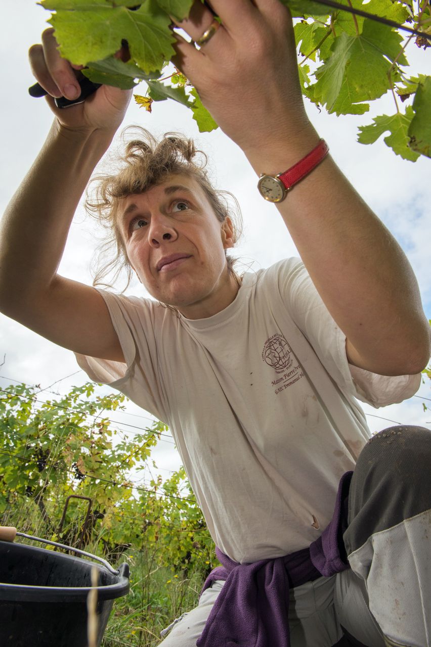 Vins Vigneron Anne & Emmanuel Houillon 8830